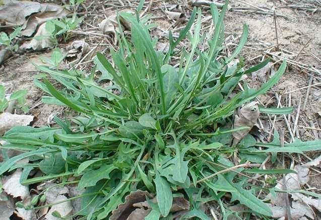 这5种野菜，或要少吃，及早转告家里的老人，建议少“当成宝”